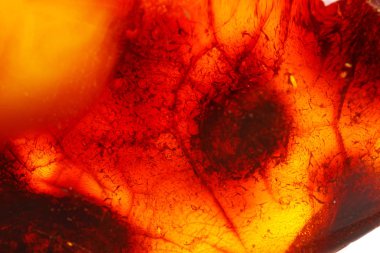 Makro Amber beyaz arka plan üzerinde mineral taş yakın çekim