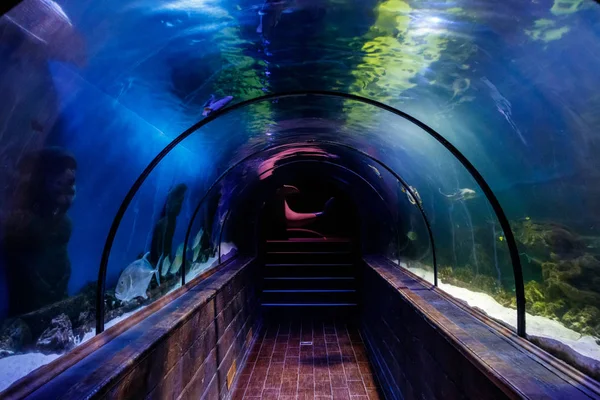 Ein Tunnel Unter Dem Aquarium Mit Fischen Aus Nächster Nähe — Stockfoto