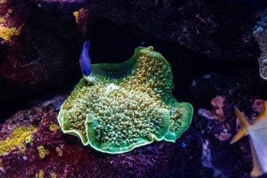 makro mercan sarcophyton yakın çekim