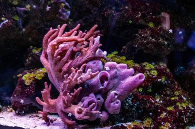 makro mercan Dendrophyllia yakın çekim