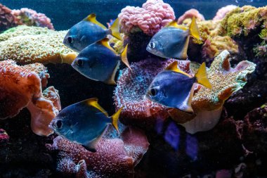 makro balık neopomacentrus filamentosus Monodactylidae yakın çekim