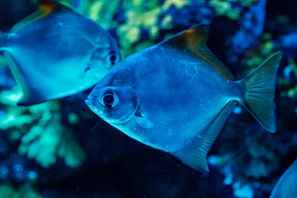 Macro Fish Neopomacentrus Filamentosus Monodactylidae Close — Stock Photo, Image