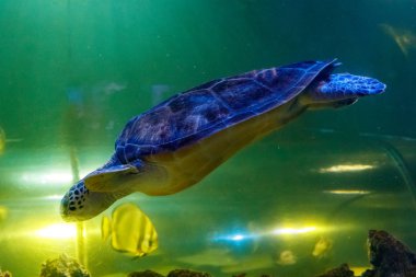 Chelonia mydas makro yeşil kaplumbağa, yakın çekim
