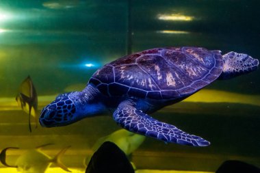 Chelonia mydas makro yeşil kaplumbağa, yakın çekim