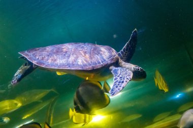 Chelonia mydas makro yeşil kaplumbağa, yakın çekim