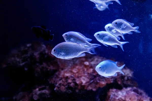Blauer Chromis Fisch Makro Aus Nächster Nähe — Stockfoto