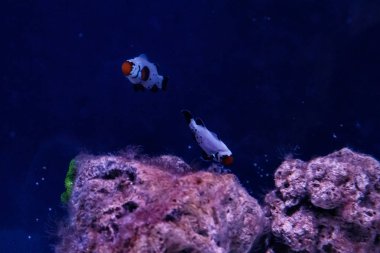 makro balık amphiprion ocellaris donma yakın çekim