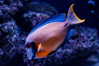 makro balık acanthurus pyroferus yakın çekim