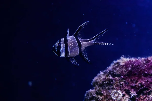 Macro Fish Pterapogon Kauderni Apogonidae Close — Stock Photo, Image