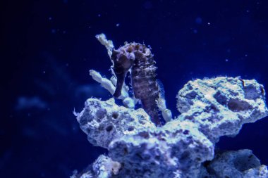 Hippocampus iğne iğne aile makro yakın çekim