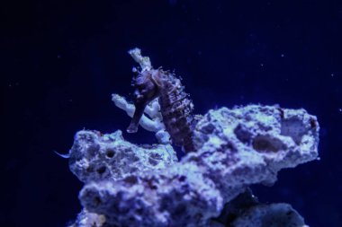 Hippocampus iğne iğne aile makro yakın çekim