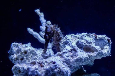 Hippocampus iğne iğne aile makro yakın çekim