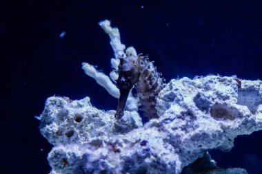 Hippocampus iğne iğne aile makro yakın çekim