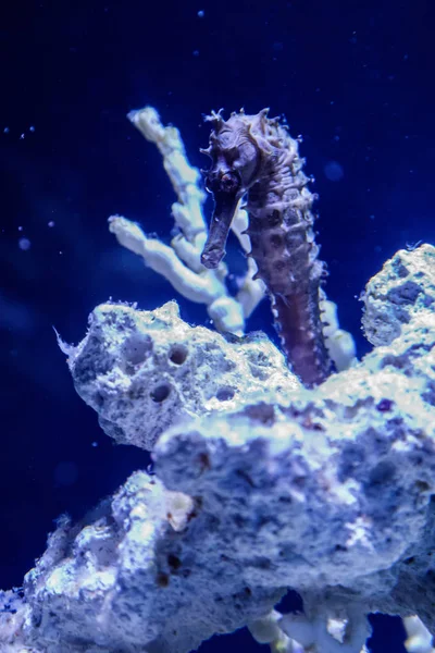 Hippocampus iğne iğne aile makro yakın çekim
