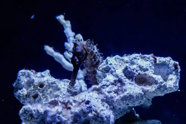 Hippocampus iğne iğne aile makro yakın çekim