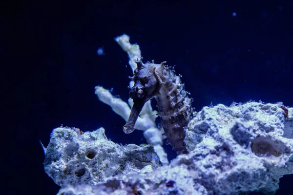 Hippocampus iğne iğne aile makro yakın çekim