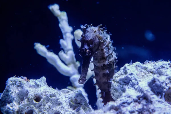 makro Hippocampus iğne iğne aile