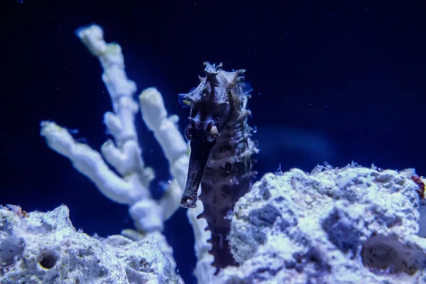 makro Hippocampus iğne iğne aile