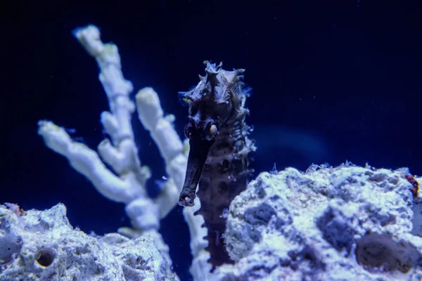 makro Hippocampus iğne iğne aile