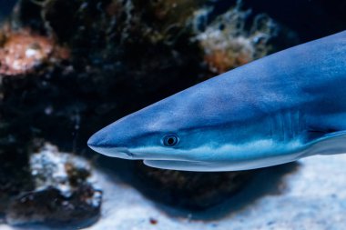 makro resif siyah köpekbalığı carcharhinus melanopterus yakın çekim