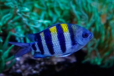 makro balık Başçavuş abudefduf saxatilis yakın çekim