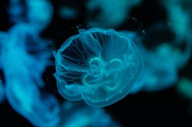 makro aurelia aurita semaeostomeae yakın çekim