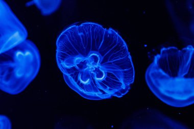 makro aurelia aurita semaeostomeae yakın çekim