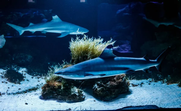 Makro Rafa Czarny Rekinów Carcharhinus Rekinia Bliska — Zdjęcie stockowe
