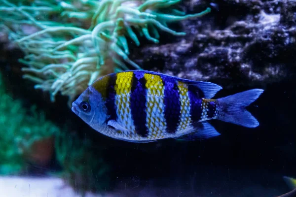 Makro Rybí Hlavní Rotmistře Abudefduf Skalní Detail — Stock fotografie