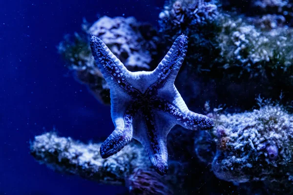 Macro Blue Starfish Linckia Laevigat — стоковое фото