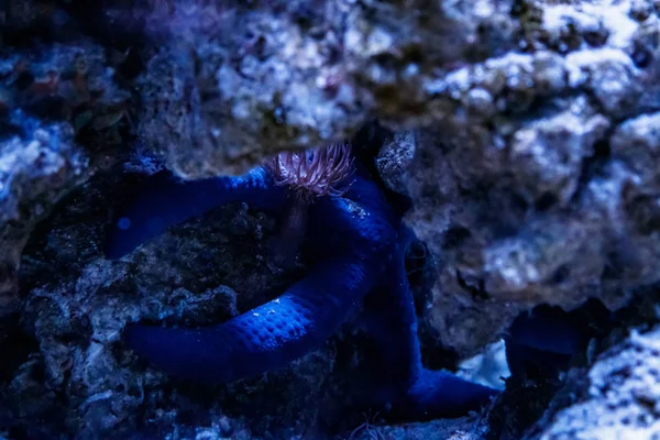 Macro Blue Starfish Linckia Laevigat — Stock Photo, Image