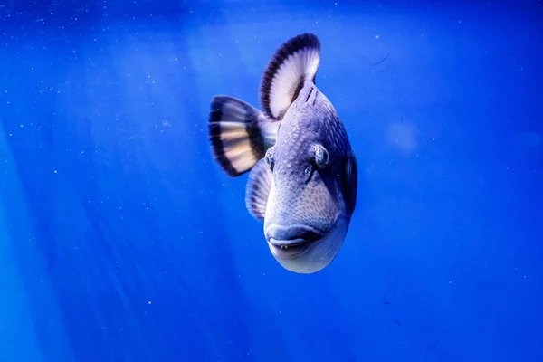 Macro Peces Cuello Azul Balistod Balistoides Viridescens Cerca — Foto de Stock