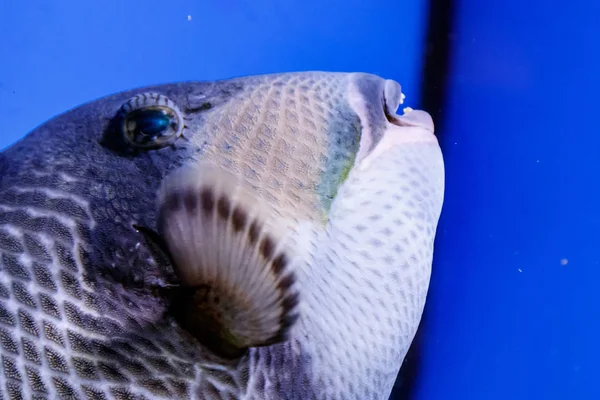 Macro Fish Blue Necked Balistod Balistoides Viridescens Close — Stock Photo, Image