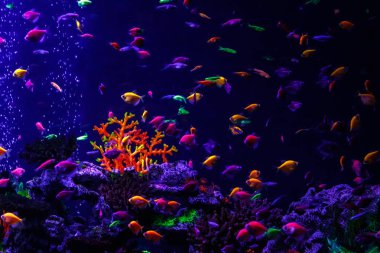 makro güzel balık glo tetra balık danio rerio yakın çekim