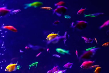 makro güzel balık glo tetra balık danio rerio yakın çekim