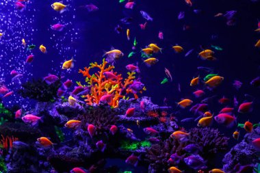 makro güzel balık glo tetra balık danio rerio yakın çekim