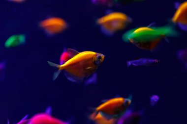 makro güzel balık glo tetra balık danio rerio yakın çekim
