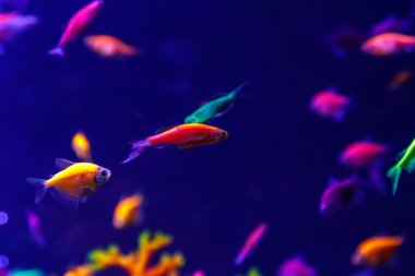 makro güzel balık glo tetra balık danio rerio yakın çekim