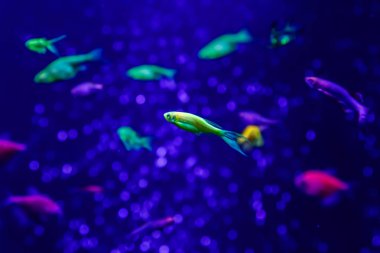 makro güzel balık glo tetra balık danio rerio yakın çekim