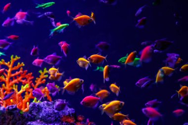 makro güzel balık glo tetra balık danio rerio yakın çekim