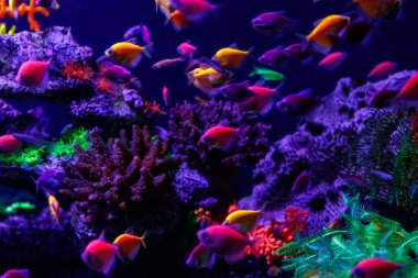 makro güzel balık glo tetra balık danio rerio yakın çekim