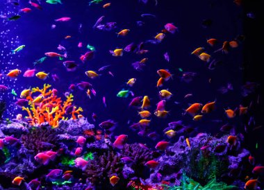 makro güzel balık glo tetra balık danio rerio yakın çekim