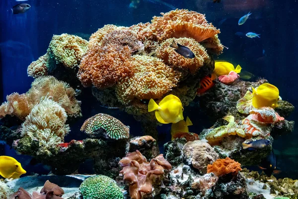 一个美丽的水族馆与珊瑚和鱼黄色斑马黄色唐关闭 — 图库照片