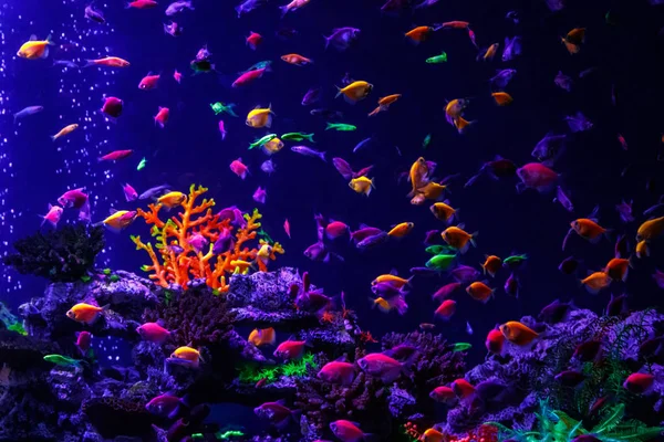 Macro Beautiful Fish Glo Tetra Fish Danio Rerio Close — Stock Photo, Image