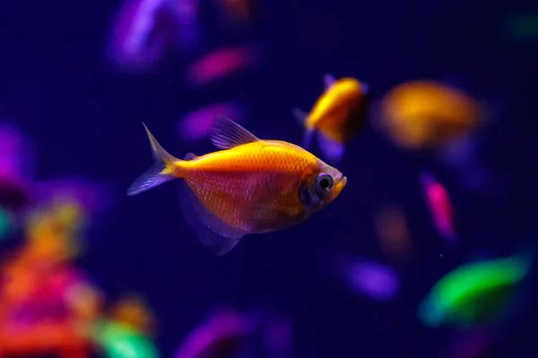 makro güzel balık glo tetra balık danio rerio yakın çekim
