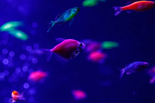 Makro Schöne Fische Glo Tetra Fisch Danio Rerio Nahaufnahme — Stockfoto