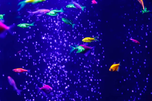 makro güzel balık glo tetra balık danio rerio yakın çekim