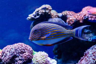 Balık Çizgili Cerrah Acanthurus lineatu