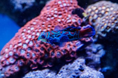 Mandalina balık Synchiropus splendidu