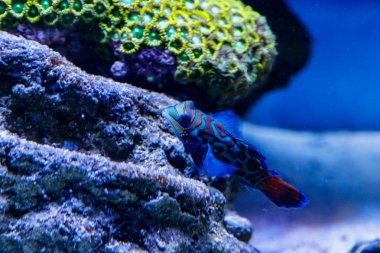 Mandalina balık Synchiropus splendidu